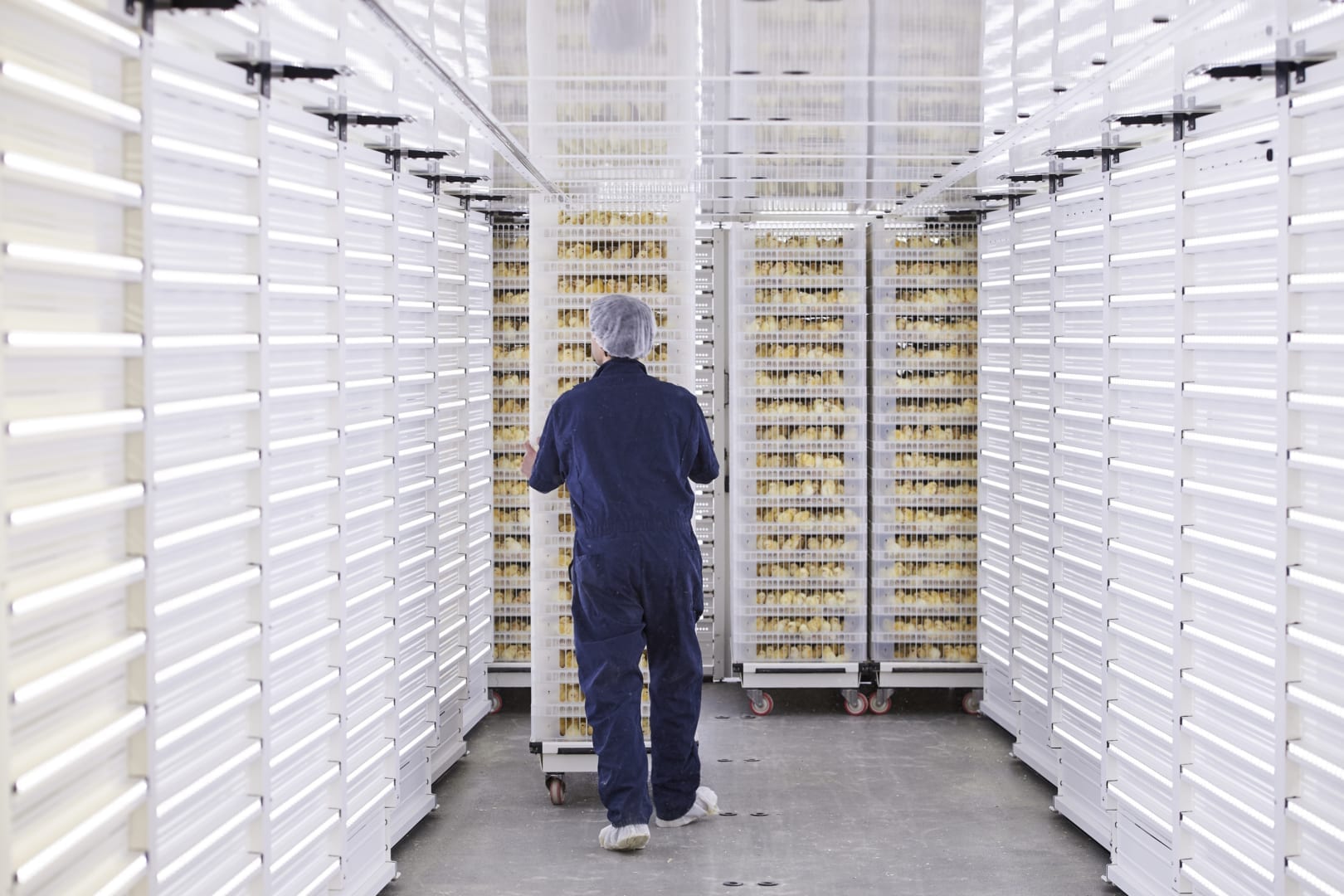 Hatching Professional Hatchery equipment that creates superior chick quality - HatchTraveller